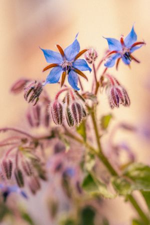 Blumen am Straßenrand.