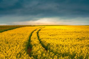 Rapsfeld bei Nussbaum.