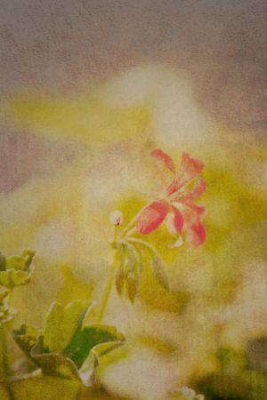 Abstrakte Bearbeitung einer Blume am Straßenrand.