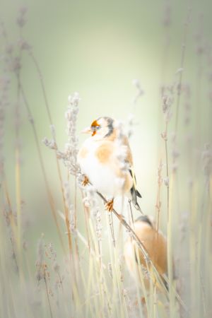 Vögel im heimischen Garten.